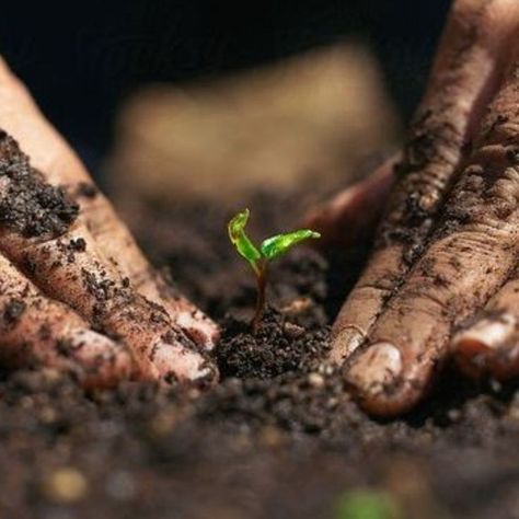 How To Plant A Seed